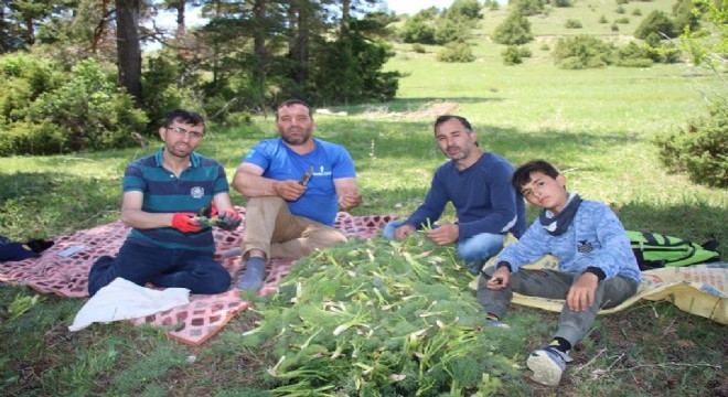  Oltu’da Çaşır sezonu geç başladı 